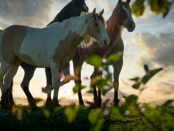 horses resting on the field at the stables at cedars of lebanon in nashville tn