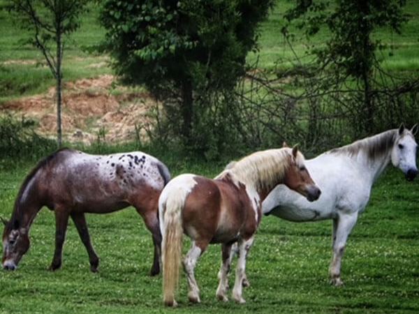 horses resting on the field at the stables at cedars of lebanon in nashville tn